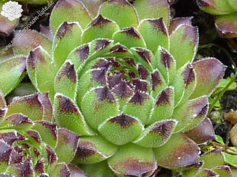 cantabricum ssp. cantabricum from Coriscao