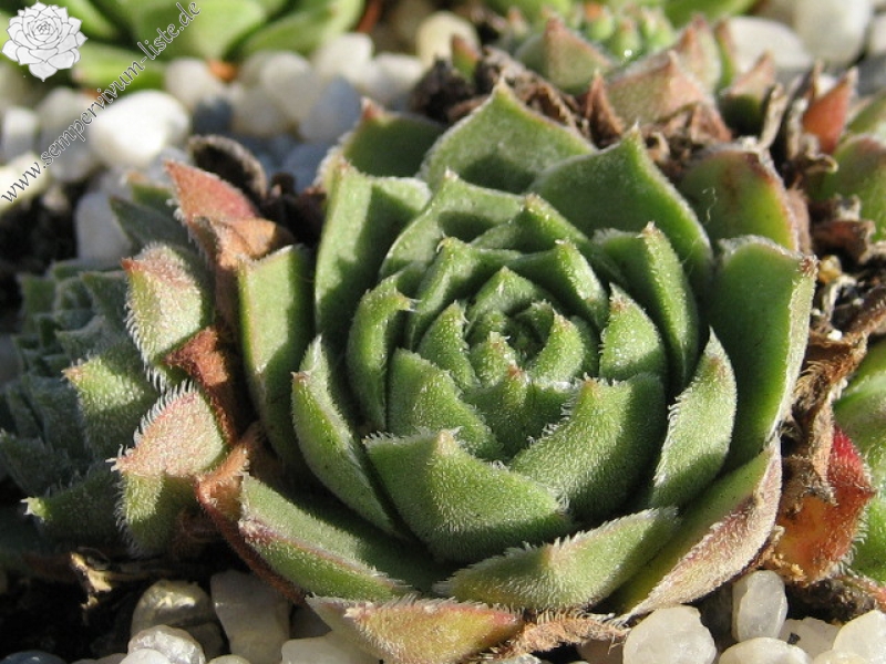 cantabricum ssp. cantabricum from Cuevas del Sil