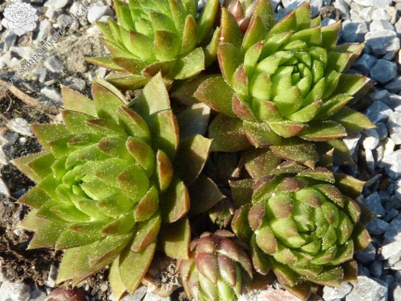 globiferum ssp. hirtum (tatrensis) from Czerwone Skaly