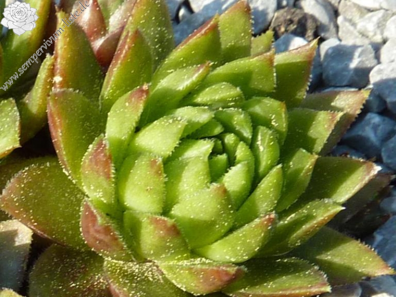 globiferum ssp. hirtum (tatrensis) from Czerwone Skaly