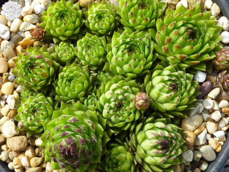 globiferum ssp. hirtum from Dobsinska Masa