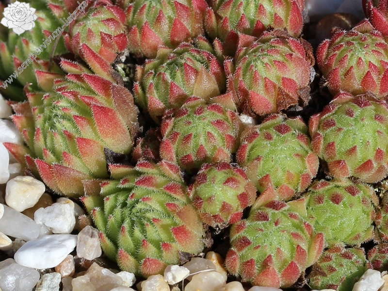 dolomiticum x S. montanum