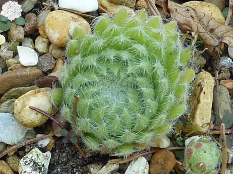ciliosum from Strumska Dolina