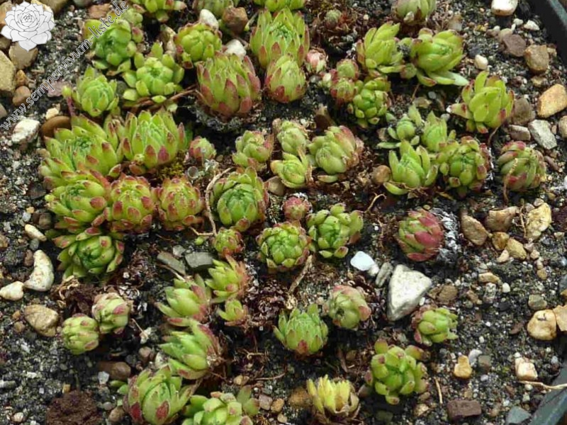 dolomiticum x S. montanum