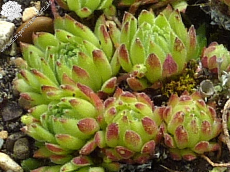 dolomiticum x S. montanum