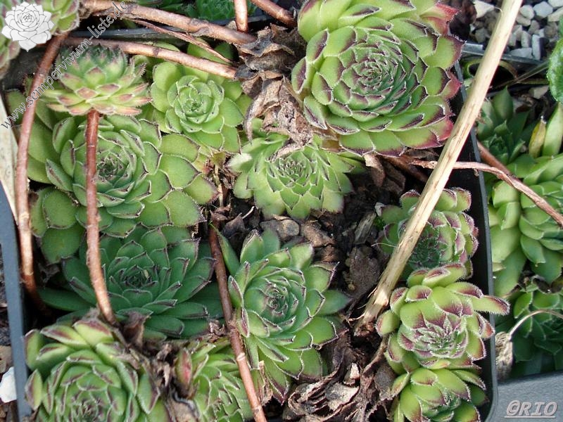 dolomiticum x S. wulfenii