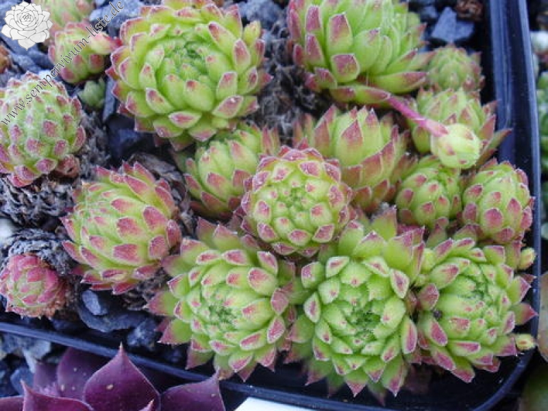 dolomiticum x S. montanum