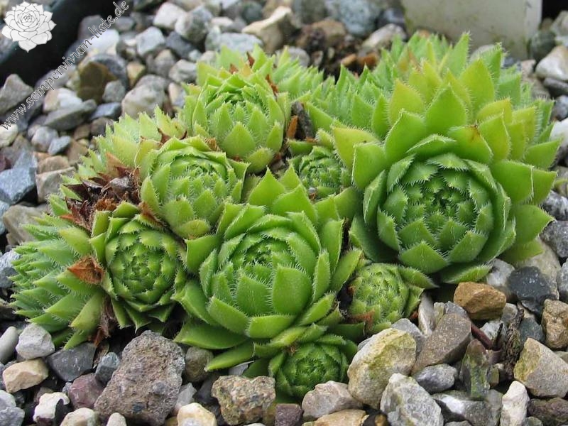 dolomiticum x S. wulfenii
