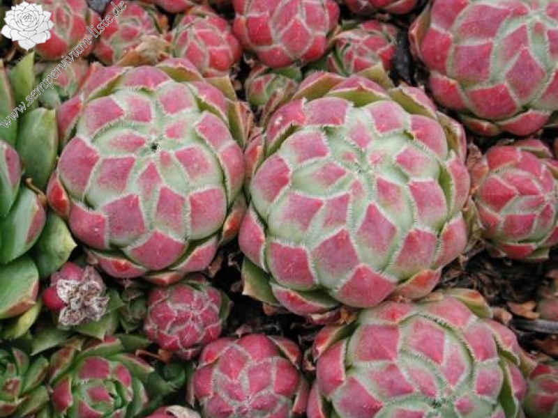 globiferum ssp. hirtum from Eger