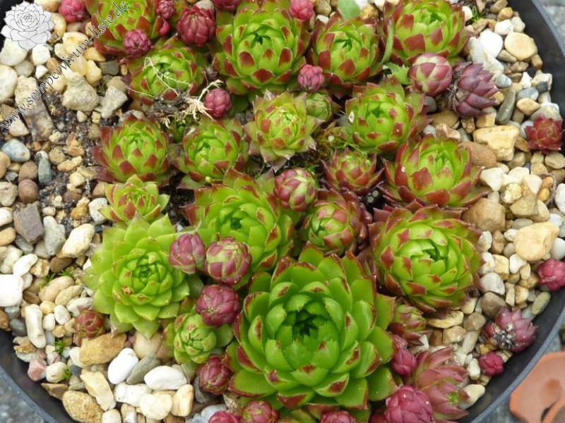 globiferum ssp. hirtum from Eiger