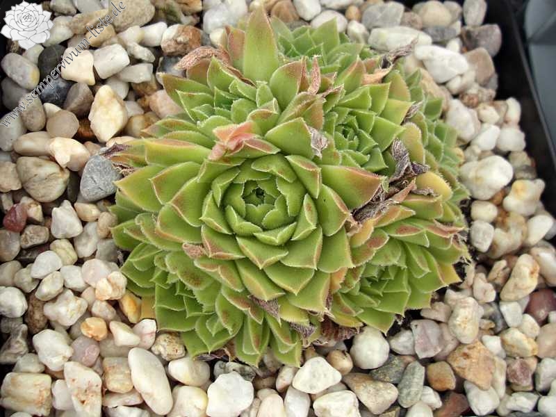 heuffelii from Pelister