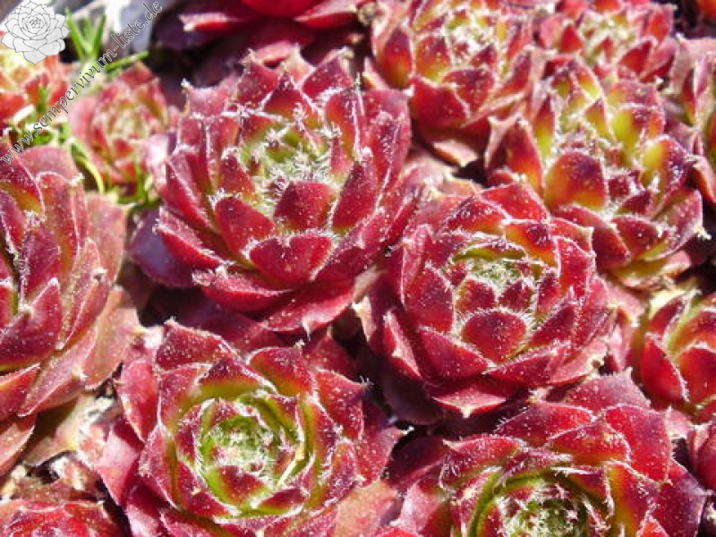 fauconnetii (x tissieri)