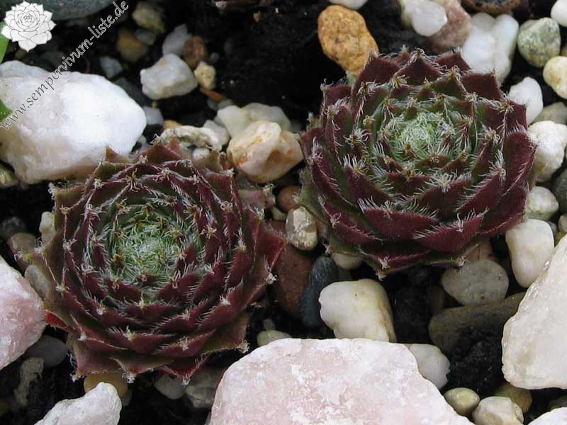 fauconnetii (x tissieri)