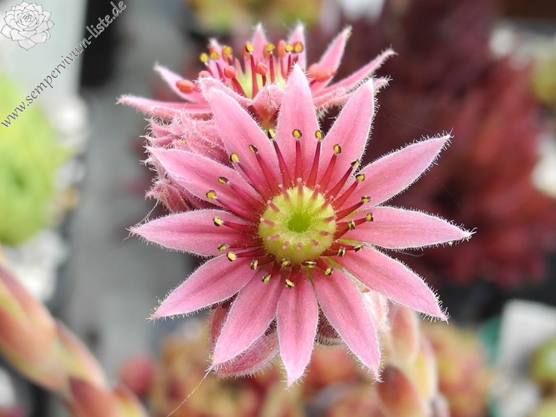 fauconnetii (x fontanae)