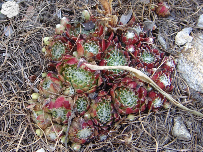 fauconnetii from Berninapass