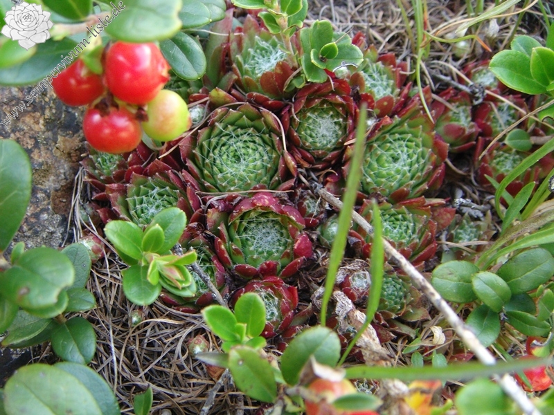fauconnetii from Berninapass