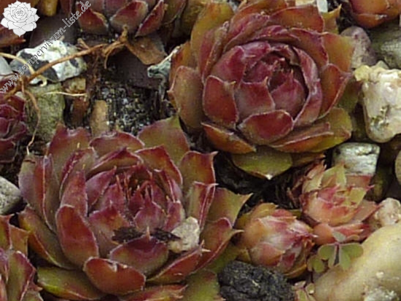 fauconnetii (x hausmannii)