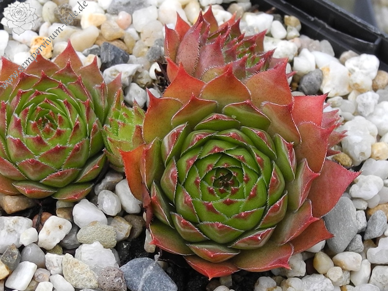 fauconnetii (x penicillatum)