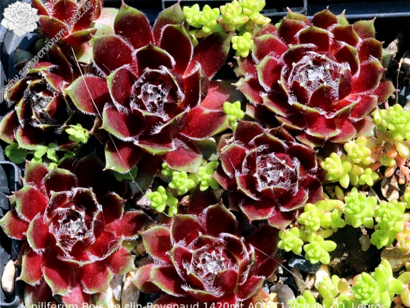 fauconnetii (x piliferum) from Bois de Clin - Rovenaud