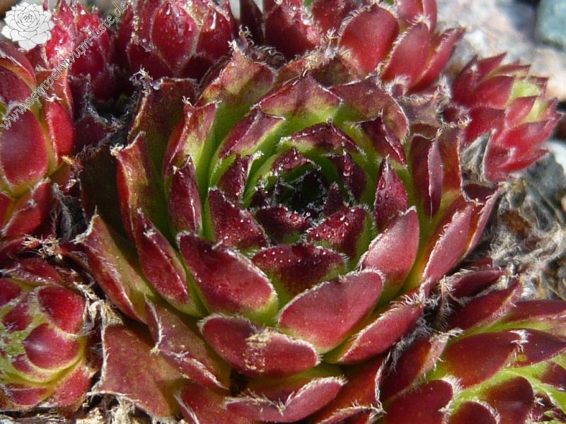 fauconnetii (x pomelii) from Chastel sur Murat