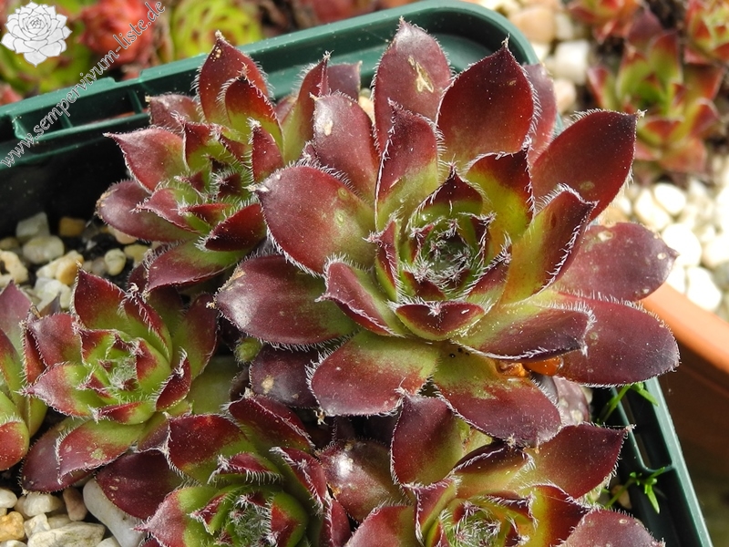 fauconnetii (x tissieri)