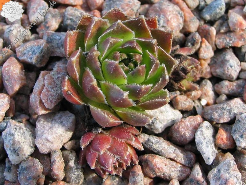 feigeanum from road Zeytinlik to Artvin