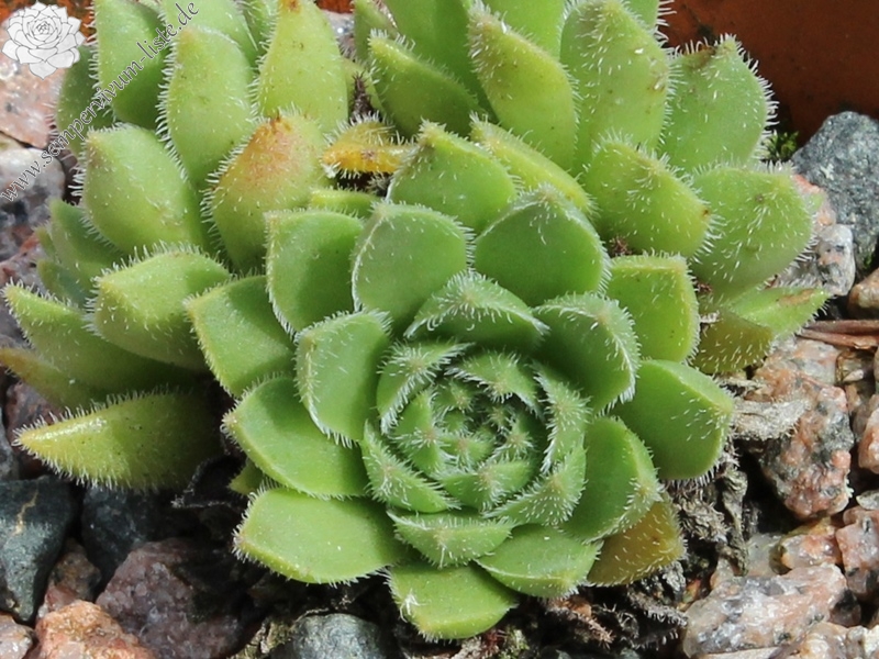 feigeanum from road Zeytinlik to Artvin