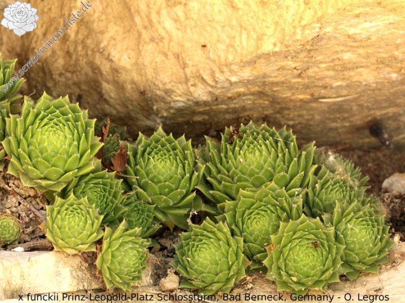 funckii from Bad Berneck