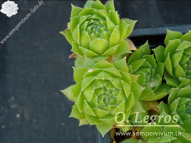 funckii from Col de Boucharo