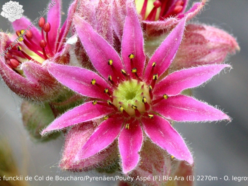 funckii from Col de Boucharo