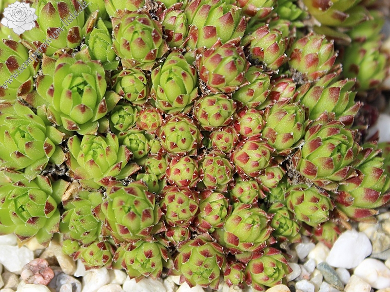 funckii from Valle Locana