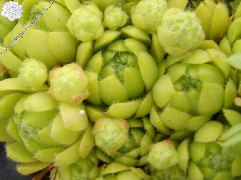 funckii from Valle Locana