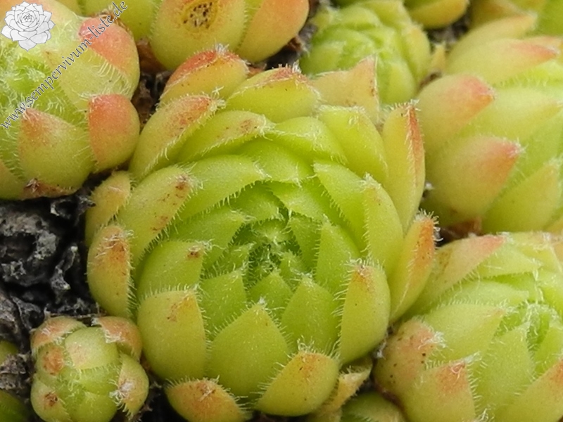 funckii from Valle Locana