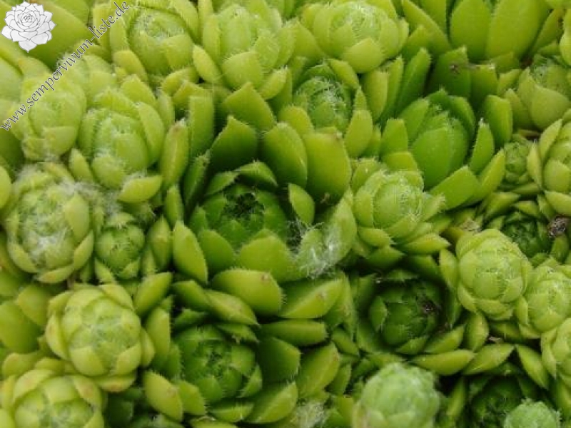 funckii from Valle Locana