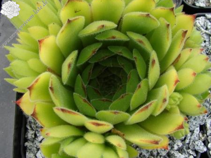 furseorum from Ataköy
