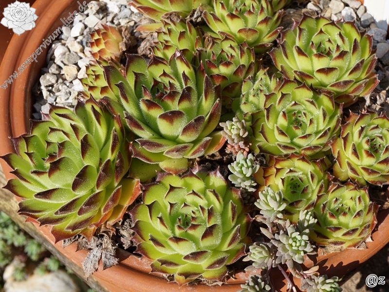 furseorum from Ataköy