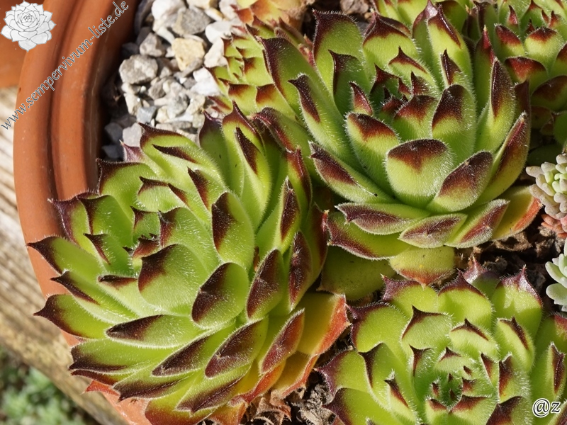 furseorum from Ataköy