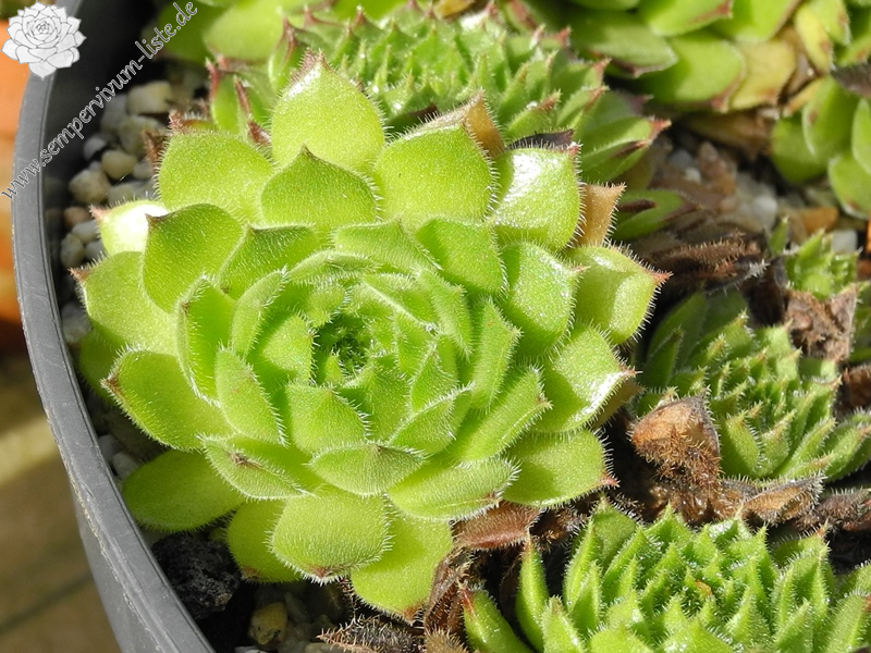 furseorum from Ataköy