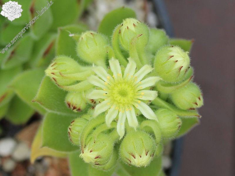 furseorum from Ataköy