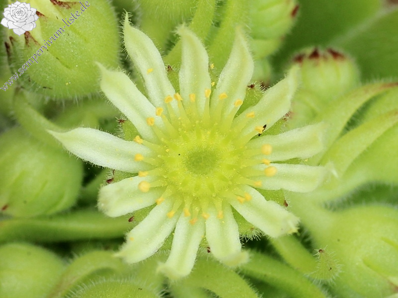 furseorum from Ataköy