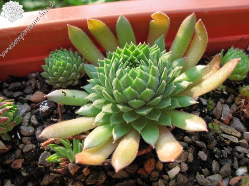 furseorum from Türkei