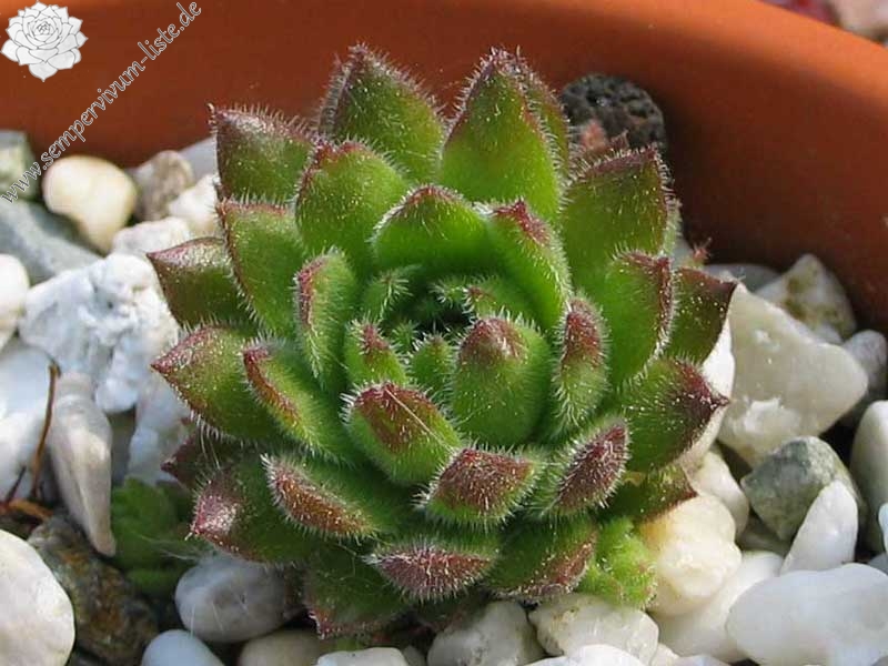 furseorum from Türkei