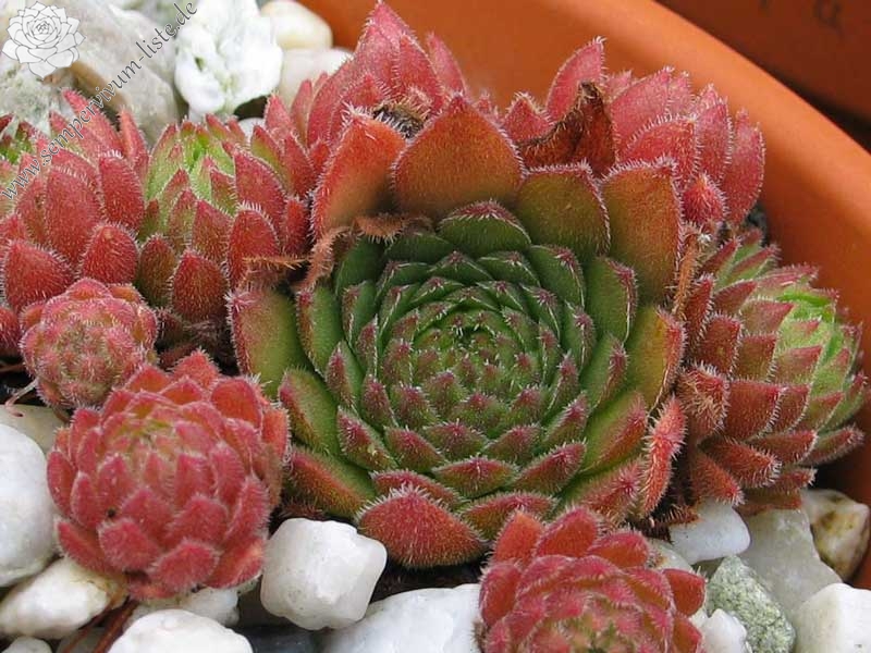 furseorum from Türkei