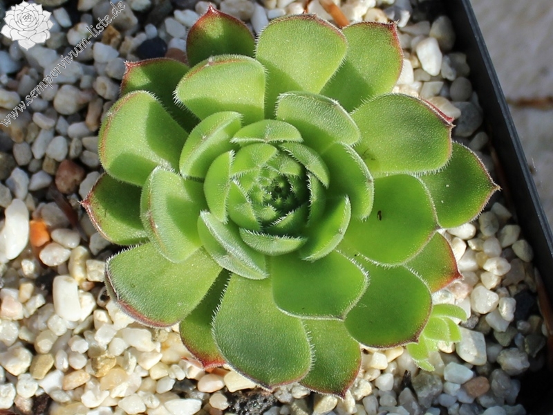 grandiflorum (gaudinii)