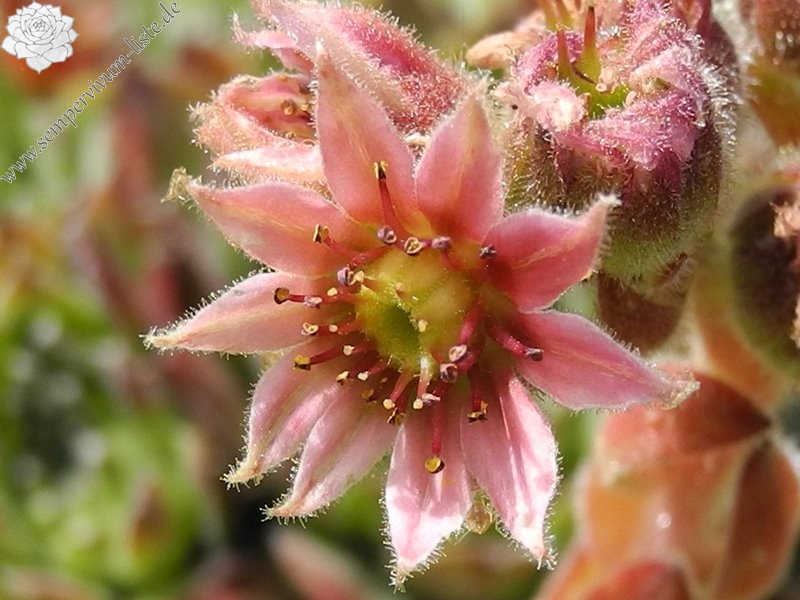 giuseppii from Pena Espigüete