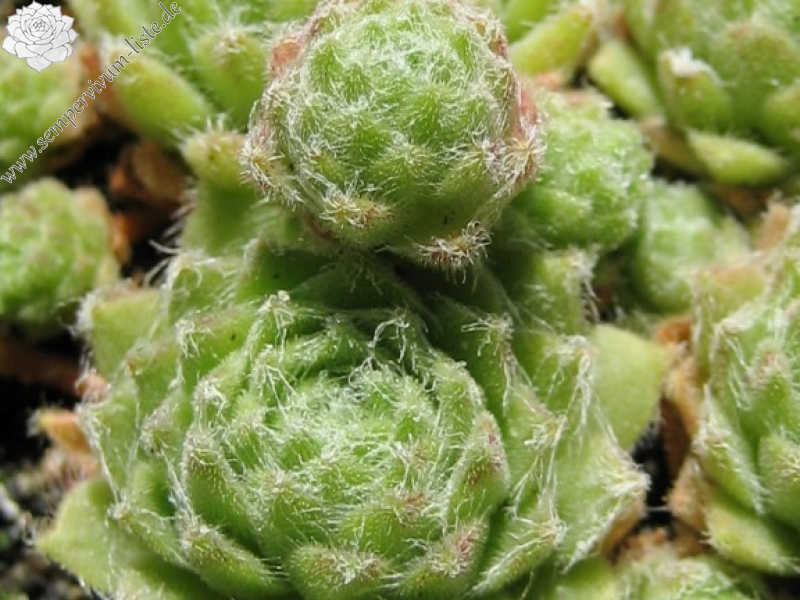 giuseppii from Picos de Europa
