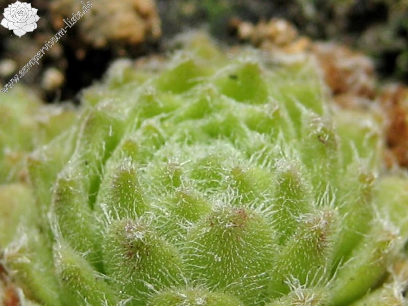 giuseppii from Picos de Europa