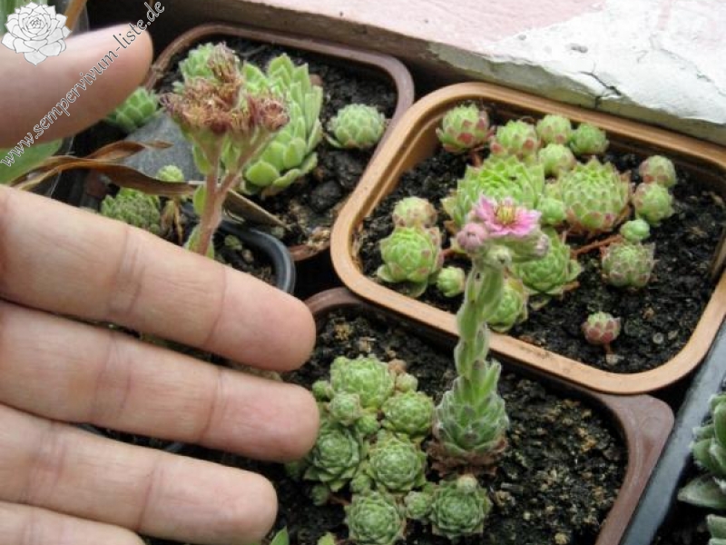 giuseppii from Picos de Europa
