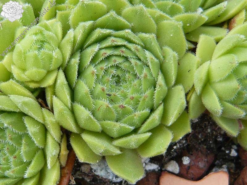 giuseppii from Pena Espigüete