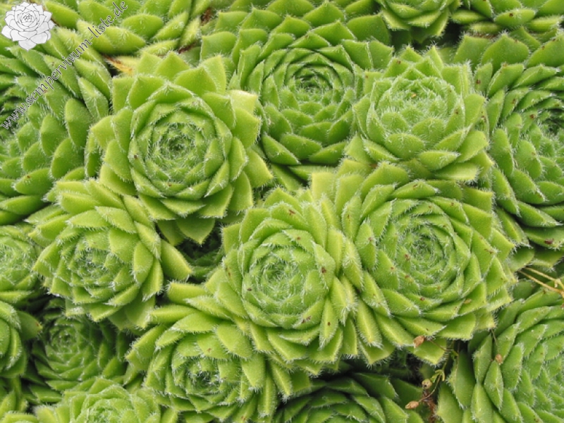 giuseppii from Coriscao